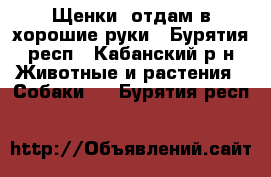 Щенки  отдам в хорошие руки - Бурятия респ., Кабанский р-н Животные и растения » Собаки   . Бурятия респ.